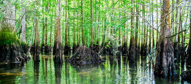 Panorama view cypress swamp at Morrison Springs Park, Walton County, Florida, US, forested wetlands dominated by bald cypress trees are located in still or slow-moving water. Taxodium distichum tree