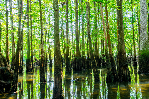 Cypress swamp at Morrison Springs Park, Walton County, Florida, US, a forested wetlands dominated by bald cypress trees and are located in still or slow-moving water. Taxodium distichum specimen tree