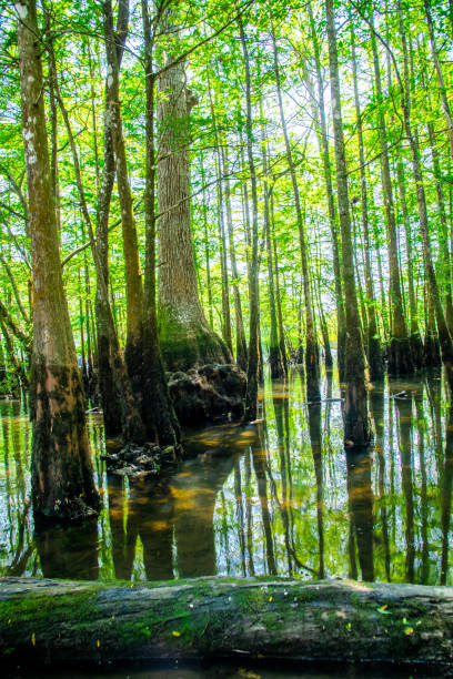 istock Fall logs on still or slow-moving water with dense of bald cypress background with backlit on bright green leaves, Morrison Springs Park, Walton County, Florida, US 1627766786