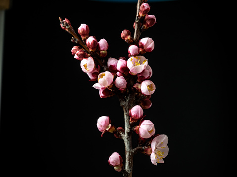 Photo of an Apricot Flower flower blossom bloom and grow on a black background. Blooming flower of Prunus armeniaca.
An apricot is a fruit, or the tree that bears the fruit, of several species in the genus Prunus. Usually, an apricot is from the species P. armeniaca, but the fruits of the other species in Prunus sect. Armeniaca are also called apricots.
Apricot first appeared in English in the 16th century as abrecock from the Middle French aubercot or later abricot, from Spanish albaricoque and Catalan a(l)bercoc, in turn from Arabic الْبَرْقُوق‎ (al-barqūq, 
