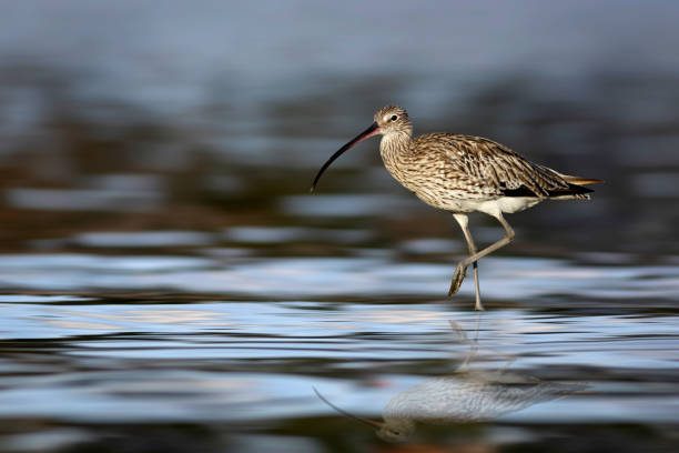 Bird: Eurasian Curlew. Numenius arquata.
