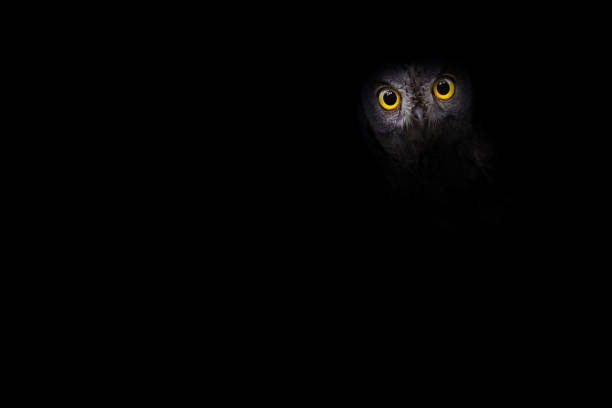 istock Owl. Dark background. Art in nature. Bird: Scops Owl. 1627775364