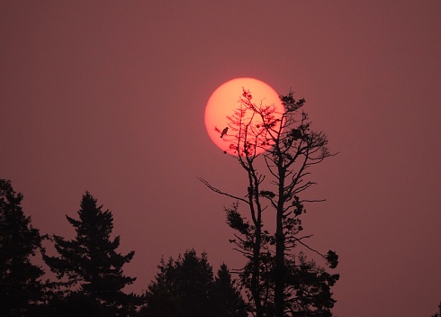 Sunrise Smoke from forest fires