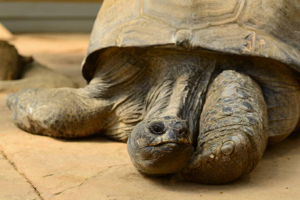 The Aldabra giant tortoise is a tortoise characterized by its very beautiful appearance and active personality.