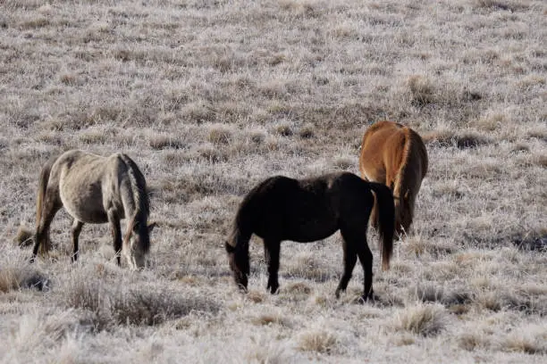 Photo of Three Brumbies in Kosciuszko National Park grazing in the early Winters morning