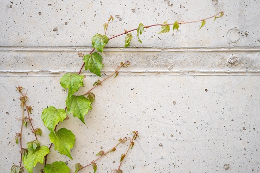 A climbing plant on a light concrete wall