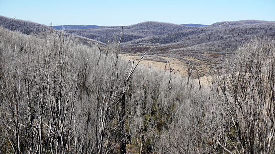 A view from the Snowy Mountains Highway of the white skeletal remains of Snow Gums killed by bushfires in Kosciuszko National Park