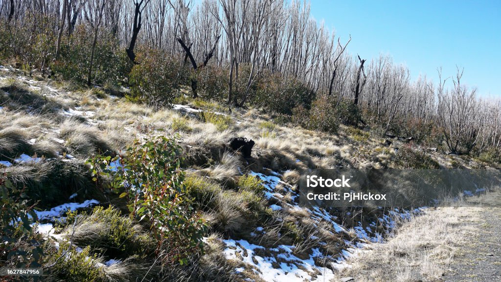 The White Skeletal Snow Gums killed by the 2020 Bushfires beside the Snowy Mountains Highway The White skeletal remains of Snow Gums killed by the 2020 Bushfires beside the Snowy Mountains Highway Kosciuszko National Park on a Winters Morning with melting snow. Australia Stock Photo
