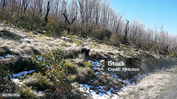 The White Skeletal Snow Gums Killed By The 2020 Bushfires Beside The Snowy Mountains Highway Stock Photo - Download Image Now