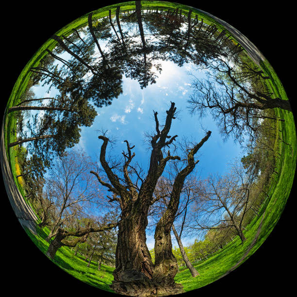 istock Tree viewed from bottom to top - circular fisheye photo. Fulldome 360 degree format 1627850017