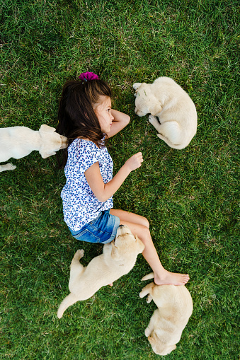 Above shot of little girl lying on the grass and bonding with her little puppies