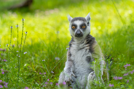 meditating, ring-tailed, lemur, sits, grass, and looks,