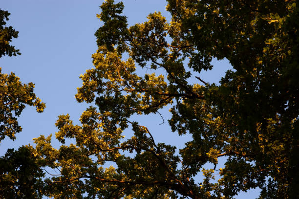 istock summer background: tree branches with leaves against the blue sky 1627888986