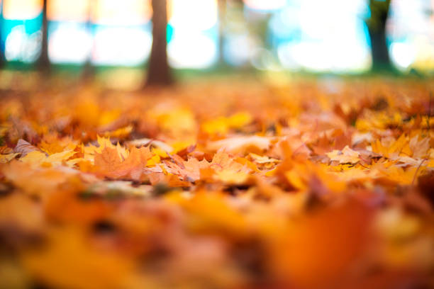 istock Bright autumn maple leaves on a blurred background. autumn background 1627890549