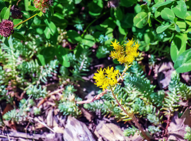 Sedum spathulifolium, spoon leaved stonecrop Cape Blanco, with bright yellow flowers, on a bright sunny day. Sedum spathulifolium, spoon leaved stonecrop Cape Blanco, with bright yellow flowers, on a bright sunny day. sedum spathulifolium stock pictures, royalty-free photos & images