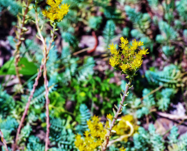 Sedum spathulifolium, spoon leaved stonecrop Cape Blanco, with bright yellow flowers, on a bright sunny day. Sedum spathulifolium, spoon leaved stonecrop Cape Blanco, with bright yellow flowers, on a bright sunny day. sedum spathulifolium stock pictures, royalty-free photos & images