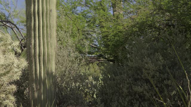 panning cactus desert plants