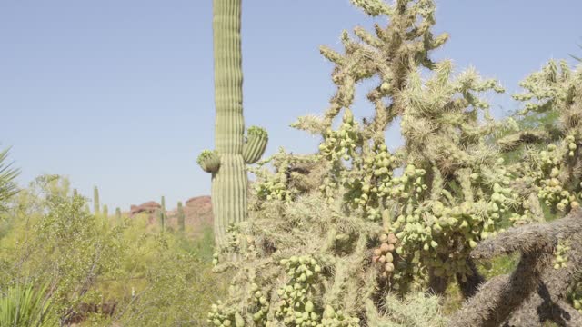 panning cactus desert plants