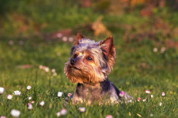 piękny little yorkshire terrier leży w niskiej wiosennej trawie i patrzy w górę. - spring bud horizontal color image zdjęcia i obrazy z banku zdjęć