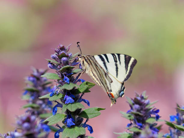 la escasa mariposa cola de golondrina en la flor de corneta azul, iphiclides podalirius - ajuga fotografías e imágenes de stock