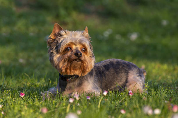 piękny pies, little yorkshire terrier, leży w niskiej wiosennej trawie i patrzy w górę. piękne światło. - spring bud horizontal color image zdjęcia i obrazy z banku zdjęć