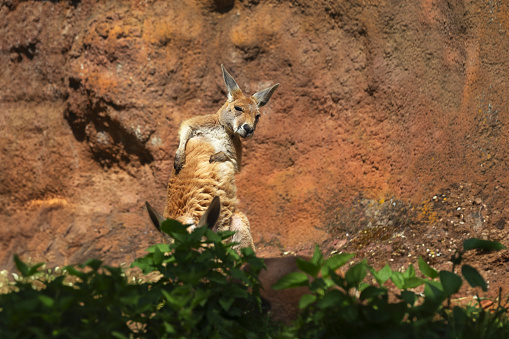 Macropus rufus - Red Kangaroo - A young kangaroo standing on its hind legs and scratching its belly.