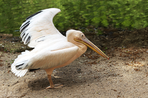 Pelecanus onocrotalus - White Pelican stands on the shore in the shade under a deciduous tree. In the background a calm water level, which reflects the surroundings.