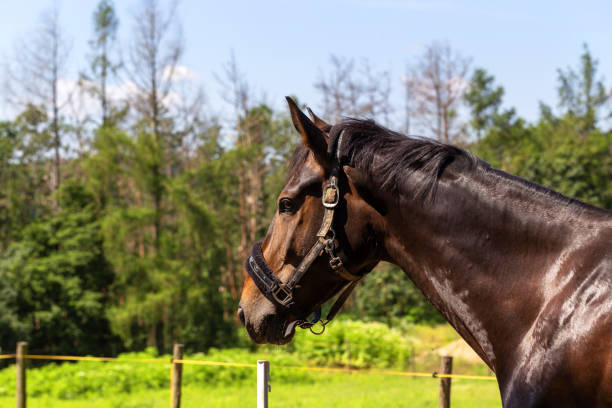 la tête d’un cheval brun avec un licol, qui se tient dans un pré, en arrière-plan des arbres et de la forêt - equestrian event photos et images de collection