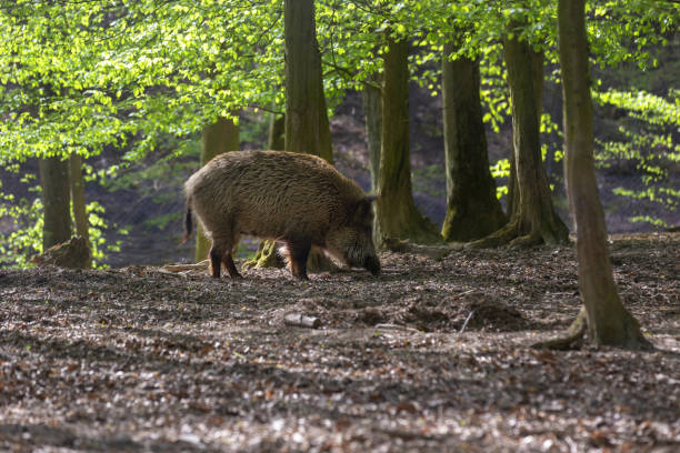 Wild boar - Sus scrofa - grazing in a deciduous forest with beautiful bokeh and light. Wild photo.