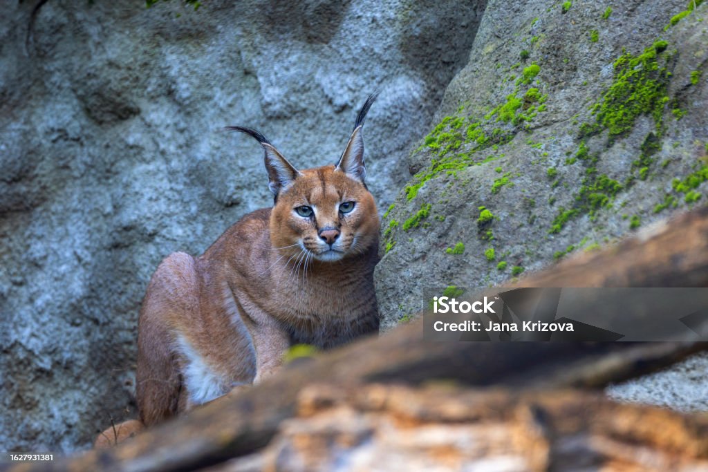 Caracal caracal - the head of a magnificent feline among tree trunks in a beautiful light. Desert Area Stock Photo