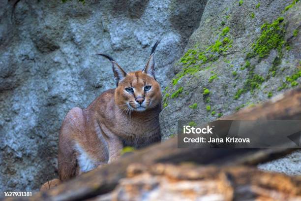Caracal Caracal The Head Of A Magnificent Feline Among Tree Trunks In A Beautiful Light Stock Photo - Download Image Now