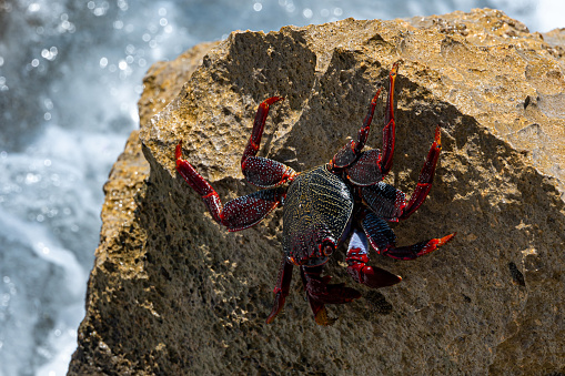 Red Rock Crab, grapsus adscensionis, also know as Sally Lightfoot Crab, on rocks at the water's edge, Pared Beach, Fuerteventura