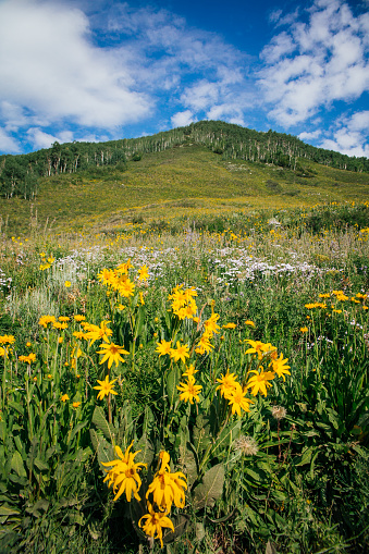 Wildflowers with mountain forest in background.