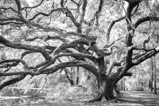 istock Oak Tree in New Orleans City Park 1627958127