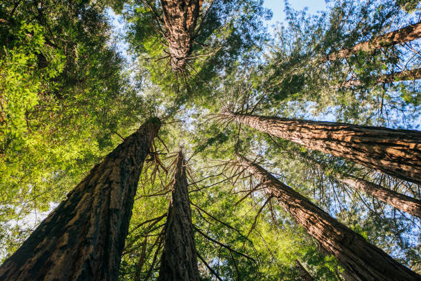 istock Looking Up at Redwood Trees 1627959695