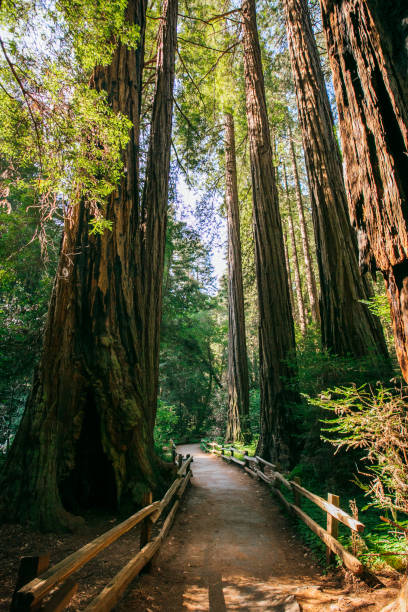 Redwoods at John Muir Forest