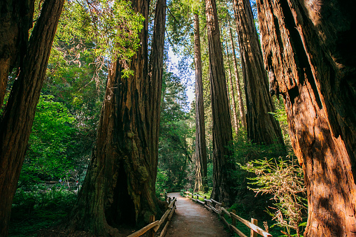 John Muir Forest near San Francisco, California