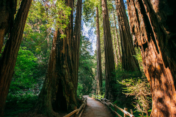 caminho tranquilo através de sequoias - sequoia national forest - fotografias e filmes do acervo