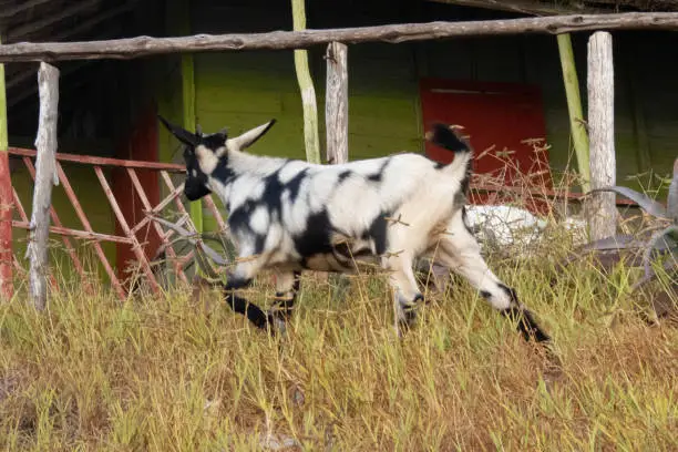 Photo of Goat