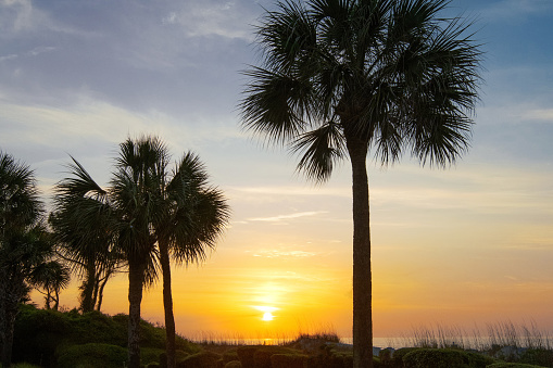Beach Scene at sunrise with palm trees- Hilton Head, South Carolina