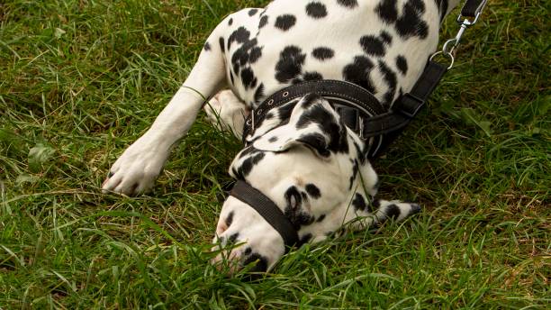 istock Male Dalmatian Dog Stretching Out. 1627999977