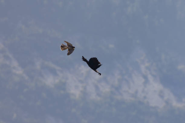 istock Imperial Crow who is attacked by a Kestrel. 1628033326