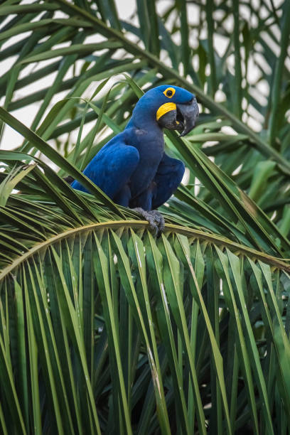 istock Hyacinth Macaw in  forest environment,Pantanal Forest, Mato 1628039847