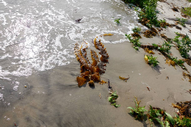 istock Forest of Seaweed. Algae seaweed on the seashore. 1628052721
