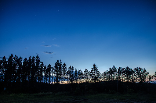 Forest and clear sky at blue hour during summer night