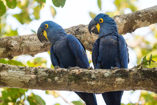 istock Hyacinth Macaw in  forest environment,Pantanal Forest, 1628089458