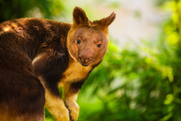 istock Goodfellow Tree Kangaroo, dendrolagus goodfellowi buergersi 1628092046