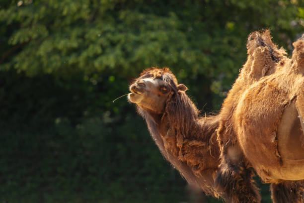 les chameaux se nourrissent. grand chameau brun sur fond noir - paridigitates photos et images de collection
