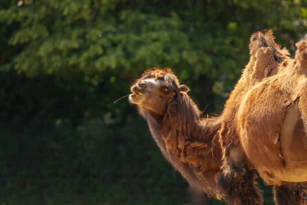 A feral camel, Camelus dromedarius,  in outback western Queensland.