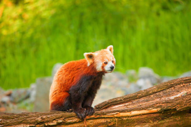 Red panda walking tree closeup. vivid natural background. protection of rare endangered animals and urban zoos and travel national park concept. berlin zoo